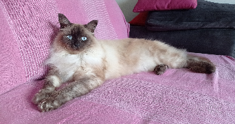 aurore pet sitter à LA CHAPELLE SUR ERDRE 44240_1