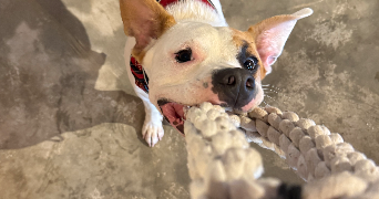 maéva pet sitter à SOUFFLENHEIM 67620_3