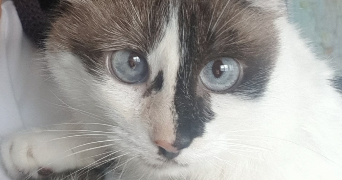 méonya pet sitter à PESSAC 33600_4