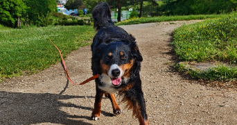 maïwen pet sitter à BELFORT 90000_3