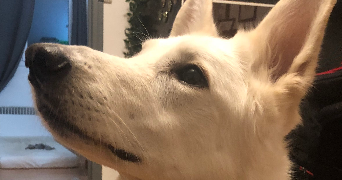 diane pet sitter à MAXEVILLE 54320_2