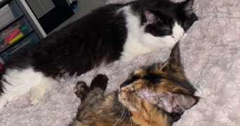 lise pet sitter à MONTPELLIER 34070_2
