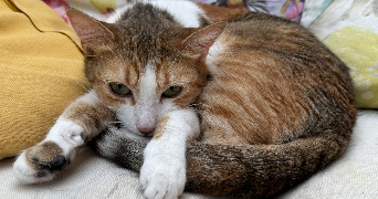 antoine pet sitter à GOURNAY SUR MARNE 93460_4
