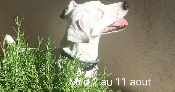 corine pet sitter à MARSEILLE 12 13012_6
