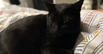 francky pet sitter à LE RAINCY 93340_3