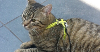 sohlene pet sitter à TRIEUX 54750_9