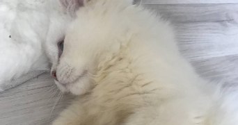 chloé pet sitter à MAISONS ALFORT 94700_7