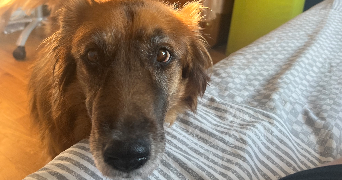 elise pet sitter à Montpellier 34070_4
