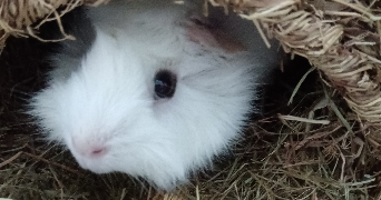 julie pet sitter à TOULOUSE 31300_2