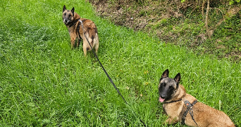 oriane pet sitter à ANGERS 49000_2