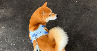 elie pet sitter à METZ 57070_6