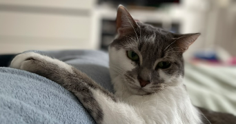 kalista cat sitter à NANTES 44000_1