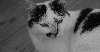 isabelle pet sitter à ST SAUVIER 03370_2