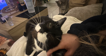 solène pet sitter à ST GILLES 50180_2