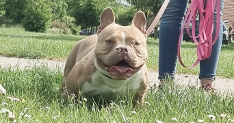 Lydwine pet sitter à Lys-lez-Lannoy 59390_2