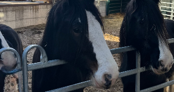 olexandra pet sitter à LORIENT 56100_5