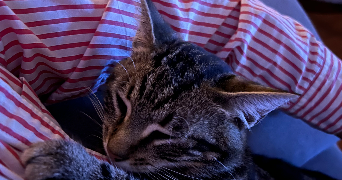 lucie pet sitter à TOULOUSE 31000_1