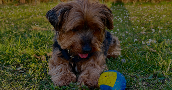 julie dog sitter à BEAUMONT 63110_0