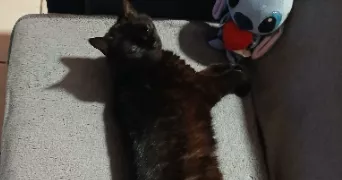 laetitia pet sitter à LES ARCS 83460