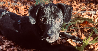 fiona pet sitter à VILLEPINTE 93420_7