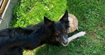 charlotte pet sitter à CHANTRAINE 88000_2