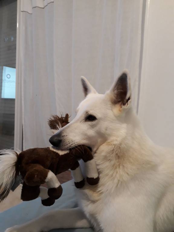 muriel pet sitter à Précy-sur-Marne 77410_8