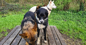 Marie pet sitter à NIORT 79000_9