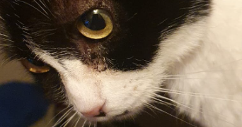 laurine pet sitter à AMBERIEU EN BUGEY 01500_1