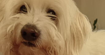 sabrina pet sitter à AUBERGENVILLE 78410_1