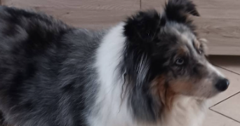 stéphanie pet sitter à MORTAGNE SUR SEVRE 85290_3