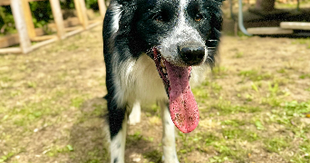 jus pet sitter à LE HAVRE 76620_1