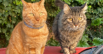 mylène pet sitter à CANNES 06400_3