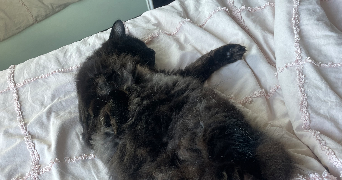 deva pet sitter à NERIGEAN 33750_3