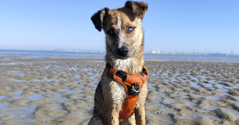 manon pet sitter à ROUEN 76100_1