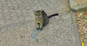 joumanah pet sitter à DECINES CHARPIEU 69150