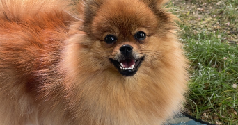 laura pet sitter à CHAMPIGNY SUR MARNE 94500_1