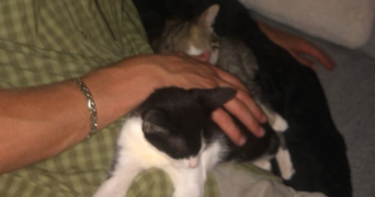 tristan pet sitter à RENNES 35000_1