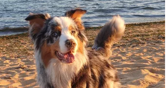 valérie pet sitter à ST AUBIN DES LANDES 35500