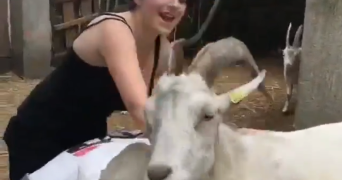 malou pet sitter à ELANCOURT 78990_4