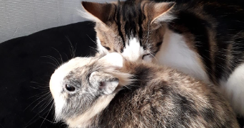 laetitia pet sitter à EVRY COURCOURONNES 91000_3