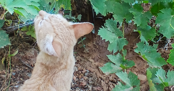 sarah pet sitter à GONESSE 95500_2