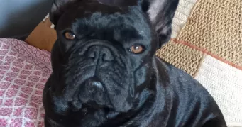 catherine dog sitter à MARTIGUES 13500