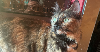 charline pet sitter à LYON 03 69003_8
