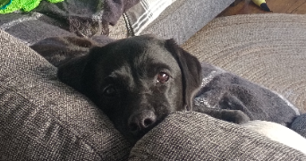 louise pet sitter à BONNEVILLE 74130_2