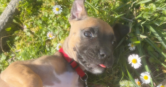 luna pet sitter à GAMARDE LES BAINS 40380_1