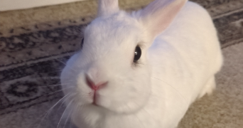 anita pet sitter à ALFORTVILLE 94140_3