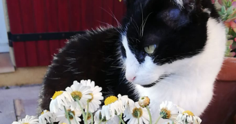 lou pet sitter à RENNES 35000_3