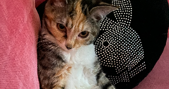 anne pet sitter à LYON 07 69007_4