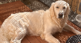 monica pet sitter à RENNES 35200_5