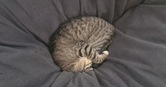 solenn pet sitter à CONFLANS STE HONORINE 78700_6